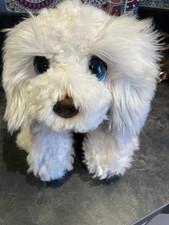 KEEL WHITE LABRADOODLE