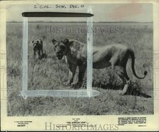 1955 Press Photo Lioness and