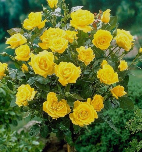 Half standard korresia - standard, 'korresia'