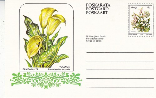 Venda 1979 zantedeschia - 1979,