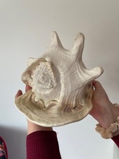 Giant conch sea shell