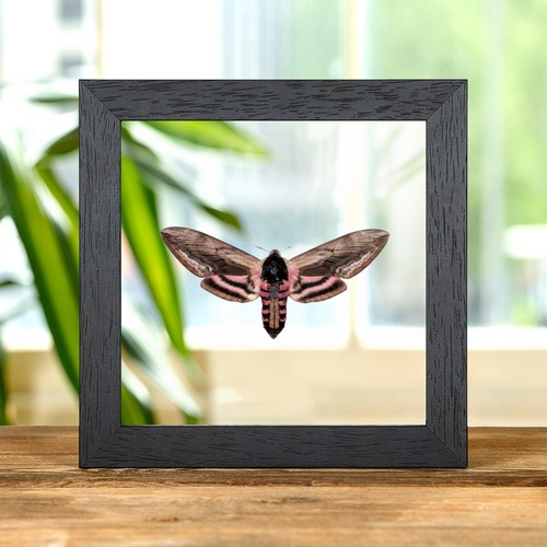 Privet hawk moth clear - privet,