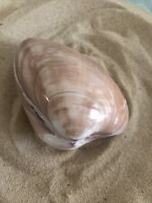 Large 9cm polished Cappuccino Clam Pair cockle natural Sea Shell Aquarium beach