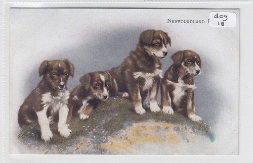 Newfoundland dogs four - newfoundland,