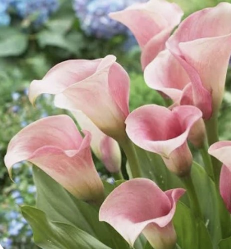 Pink calla tuberous flower - calla,