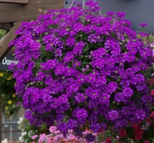 Verbena Enchantment Purple