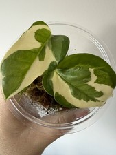 Epipremnum Aureum Glacier