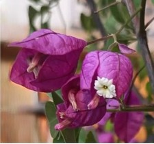 A Goblet/Lantern shaped Purple