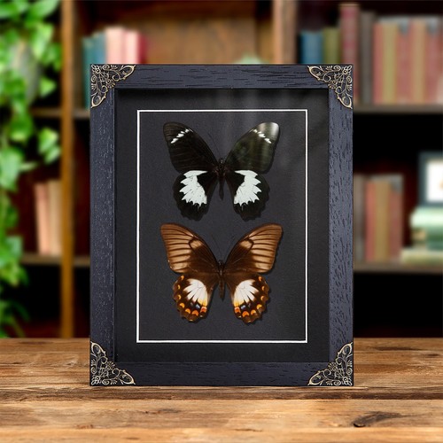 Orchard swallowtail butterfly - orchard,