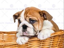 Photo Composition Dog Puppy English Bulldog Cute Basket Poster Print Bmp11278