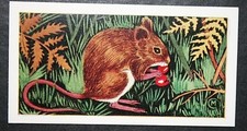 LONG TAILED FIELD MOUSE aka