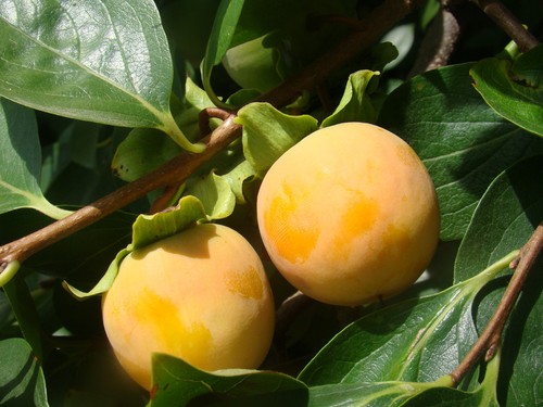 Diospyros kaki sharon - diospyros,