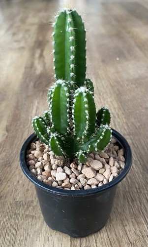 Cereus florida cactus - florida,