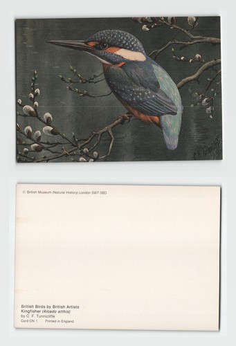 Postcard kingfisher bird - -,