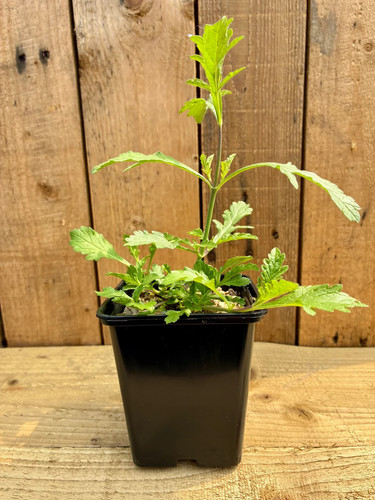 Vervain plant nervine - –,