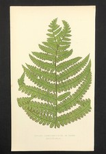 botanical deparia prolifera