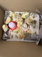 Chick, Quail Brooder Starter