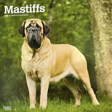 Mastiff dog  Calendar 2026
