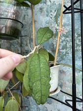 Hoya peninsularis