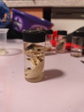 Wet Specimen Taxidermy -