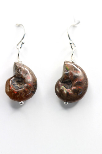 Ammonite earrings fossil - earrings,