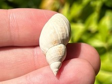 Bulgaria Fossil Gastropod Lymnaea palustris Pleistocene Age Shell Bulgarian