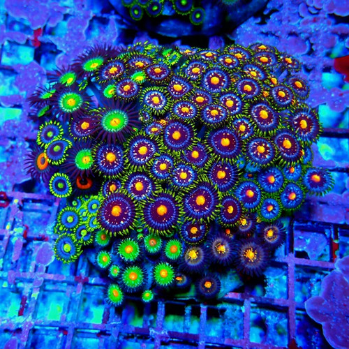 Wysiwyg mix zoas - wysiwyg,