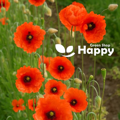 Blindeyes poppy 2500 seeds - blindeyes,