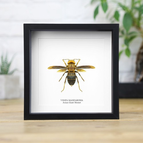 Asian giant hornet insect bug - asian,