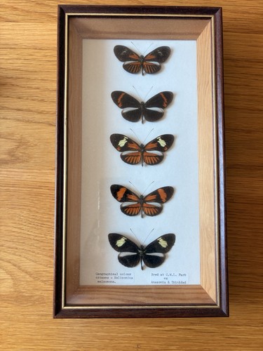 Taxidermy butterflies - taxidermy,