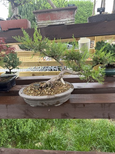 Juniper bonsai tree - juniper,