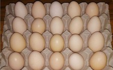 6 X USA Silkie E¿¿'s 