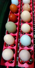 H@tching chicken eggs from