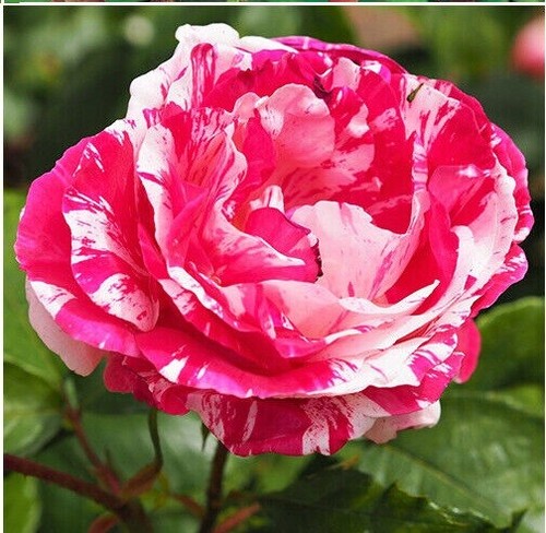 Pink white rose seeds - rose,