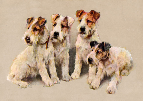 Wire fox terrier dog greeting - wire,