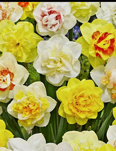 Daffodil bulbs - 25, (narcissus)