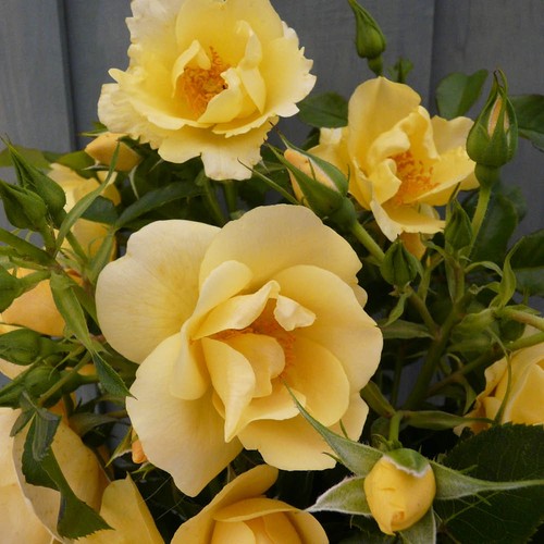 Harkness climbing rose - harkness,