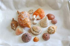 Sea shells decorative - 14,