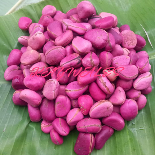 Fresh african kola nut - x,