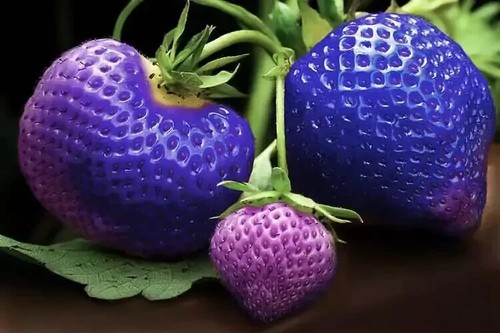 Blue strawberry seeds - blue,
