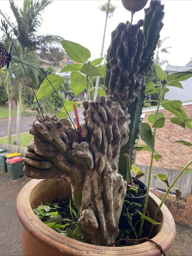 Cactus fan type cereus mint - in,