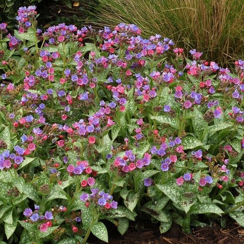 Pulmonaria dark vader - pulmonaria,