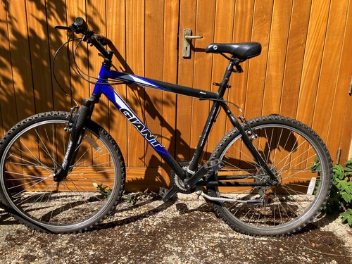 Giant rock adult - , 21