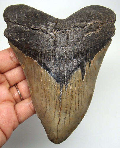 Megalodon shark tooth - shark, real