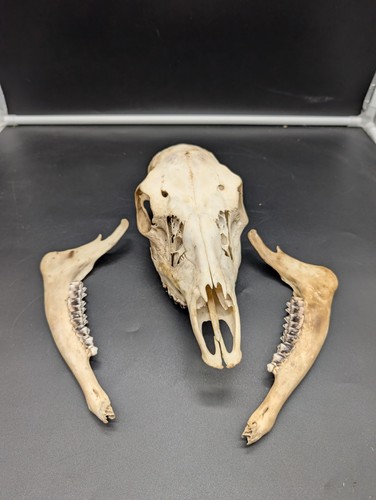 British fallow doe set - doe, skull