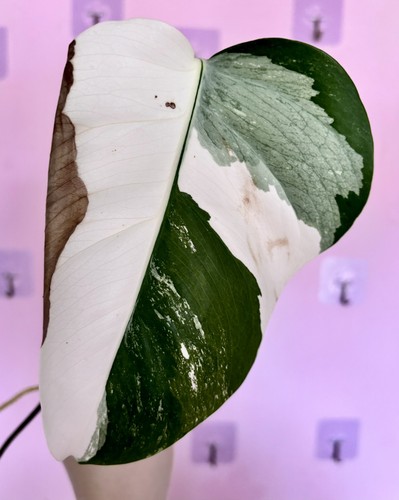 Monstera deliciosa leaves - monstera, 2