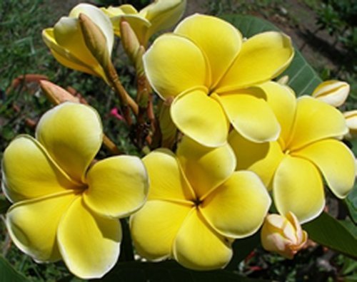 Fresh seeds frangipani - seeds,