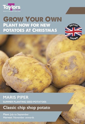 Seed potatoes maris - potatoes, piper