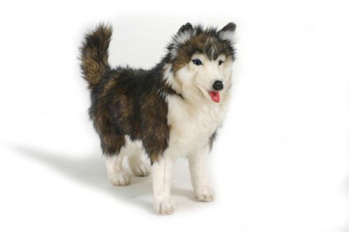 Hansa siberian husky dog - hansa,