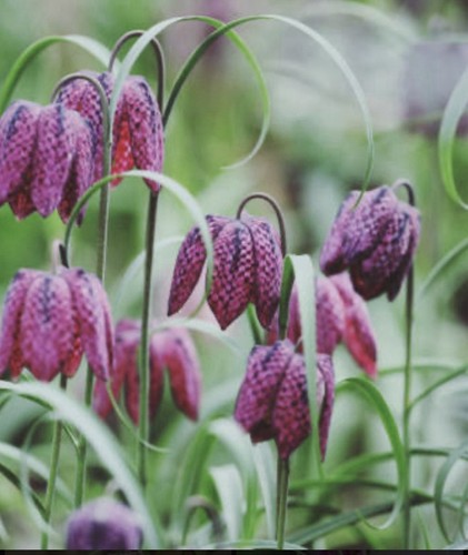 Snakehead fritillaries 10x - fritillaries,,